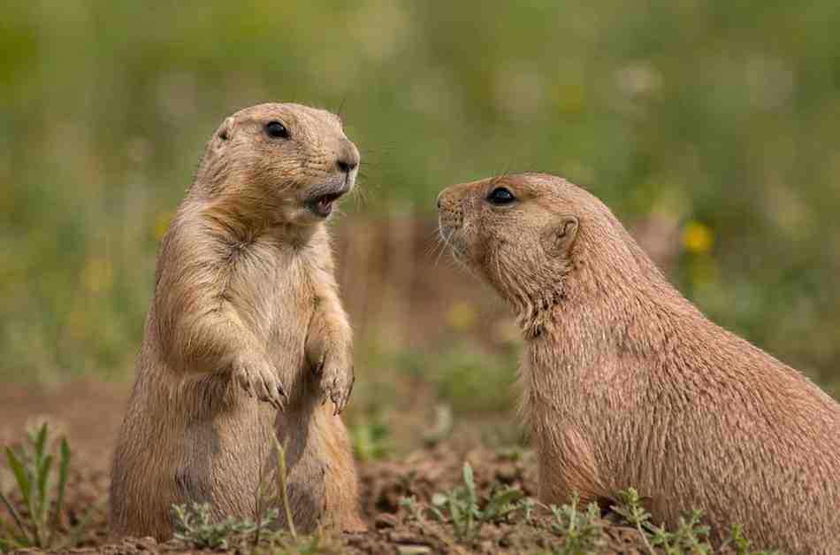 Animal Communication Secrets