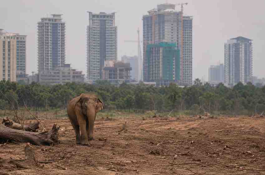 Wildlife
